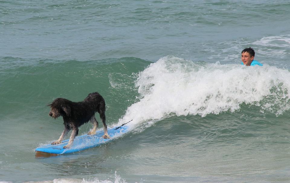 Parker Ryan, 13, of Palm Coast, watches his labradoodle Tank ride a wave Thursday afternoon in Flagler Beach. The pair were practicing for Saturday's Hang 8 surf competition for dogs.