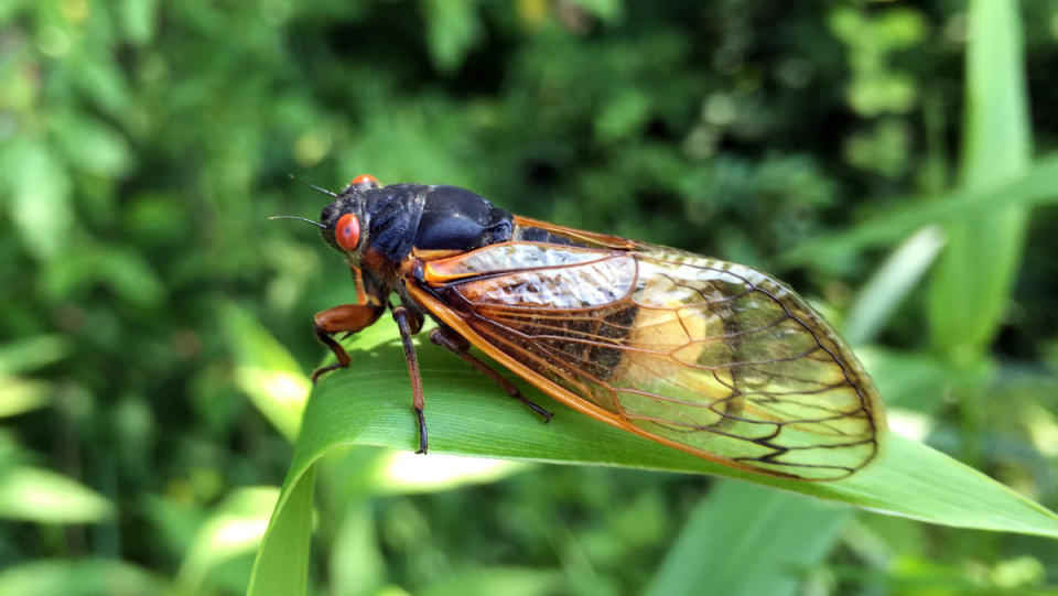 a close up photo of a cicada sitting on a leaf with a lush green background