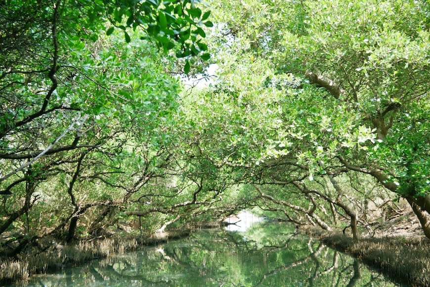 台南｜四草綠色隧道