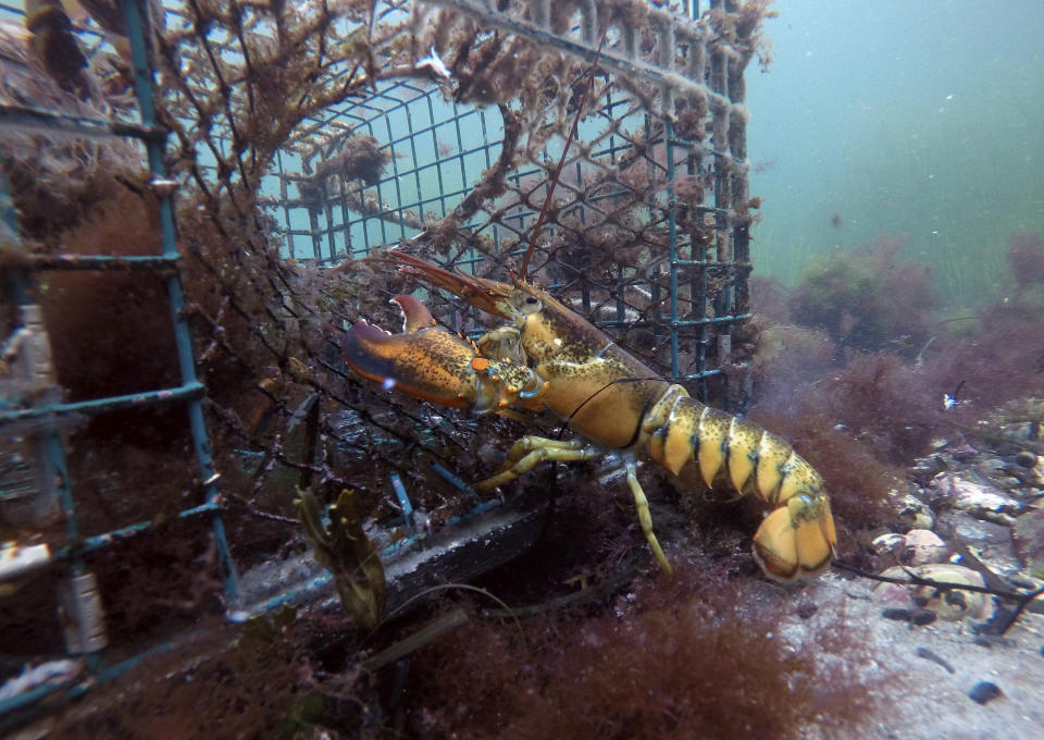 In this Saturday, Sept. 8, 2018 photo, a lobster walks into a lobster trap on the floor of the Atlantic Ocean off Biddeford, Maine. The American lobster industry is starting to feel the effects of China's tariff on U.S. seafood as exporters and dealers report sagging prices and financial pressure. (AP Photo/Robert F. Bukaty)