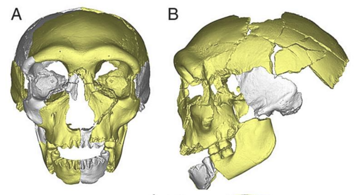 The skull has unusual features (Journal of Human Evolution)