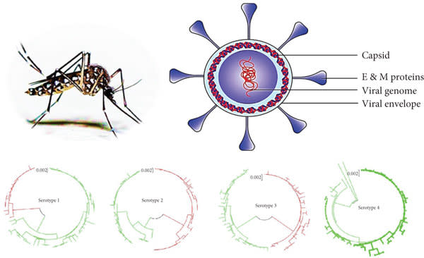 登革熱病毒有四種不同的型別。（圖片來源:Hindawi cc By2.0）