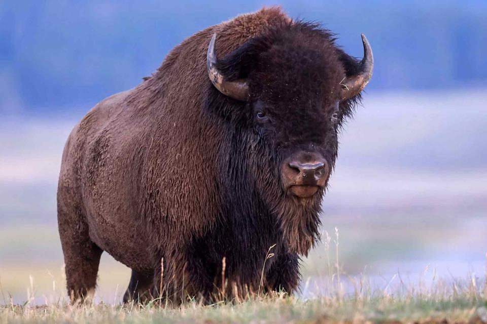<p>Getty</p> A stock image of a bison 