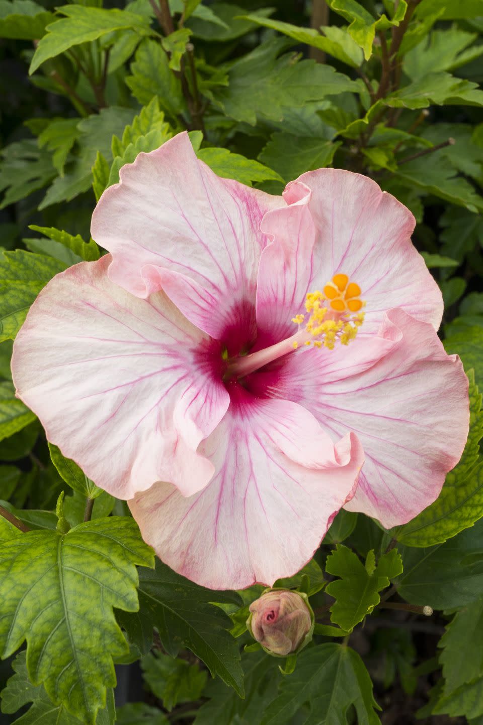 pink hibiscus flower, chinese rose, rosa mallow