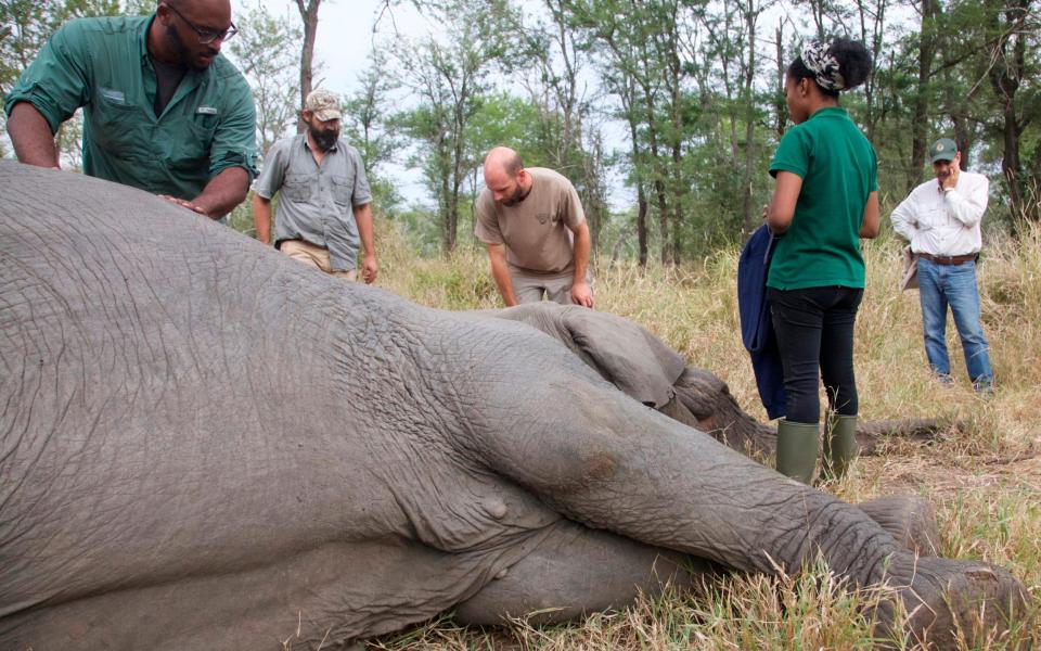 In this June 2018 photo provided by Robert M. Pringle, members of a research team monitor a tranquilised tuskless female elephant in Gorongosa National Park - Robert M. Pringle 