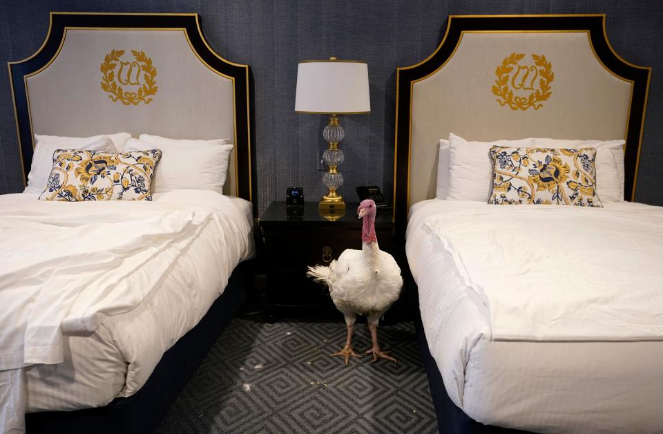 This turkey is taking a day off, chilling in its room at the Willard Hotel after being introduced to members of the media during a press conference held by the National Turkey Federation on Nov. 25, 2019.&nbsp; (Photo: Win McNamee via Getty Images)