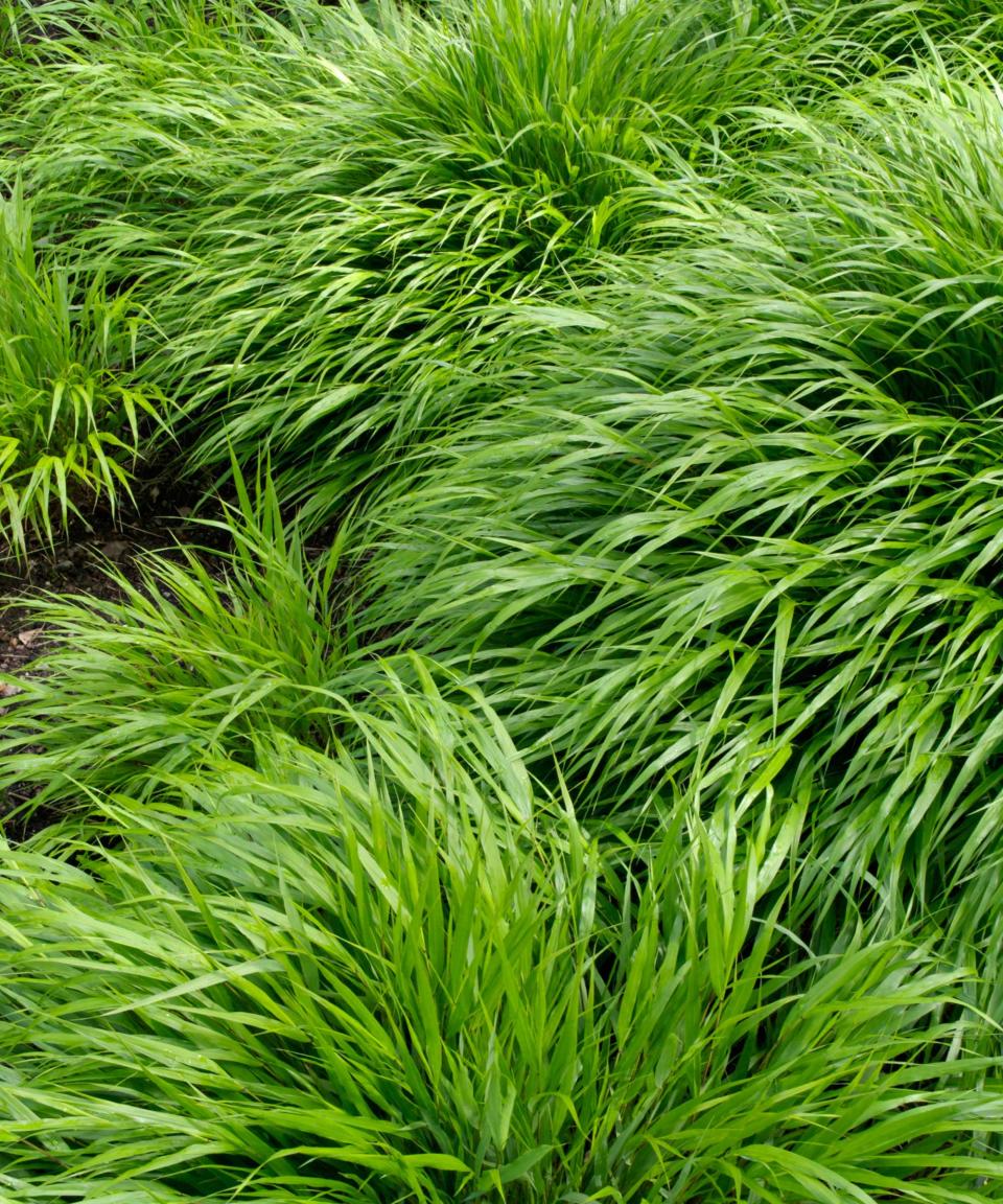 Japanese forest grass (Hakonechloa macra)