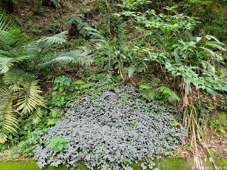 新竹縣寶山鄉｜桐花森林遇