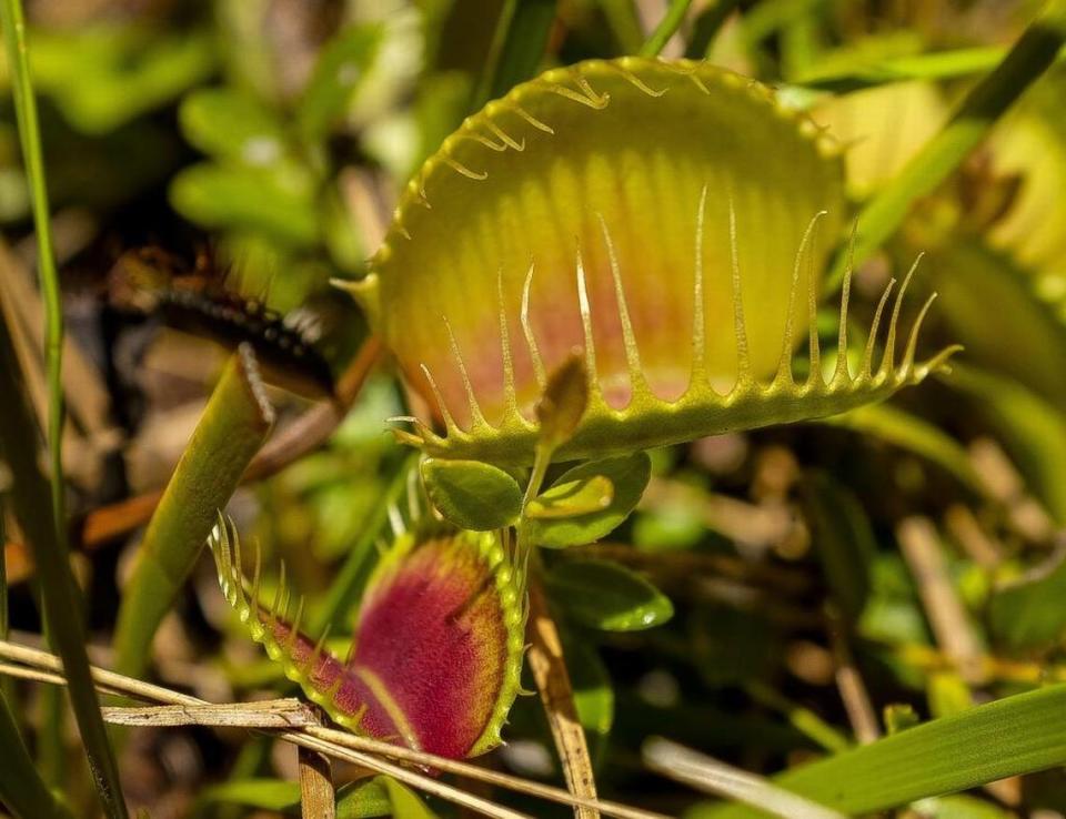 Venus Flytraps, like those found in the Green Swamp of North Carolina, are native to the carolina bays regions of the Carolinas.
