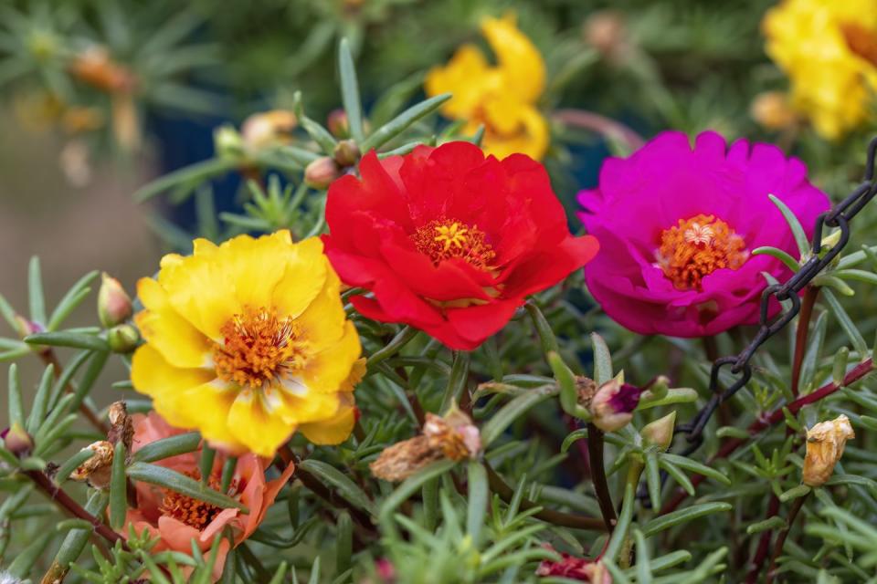 a group of colorful portulaca flowers