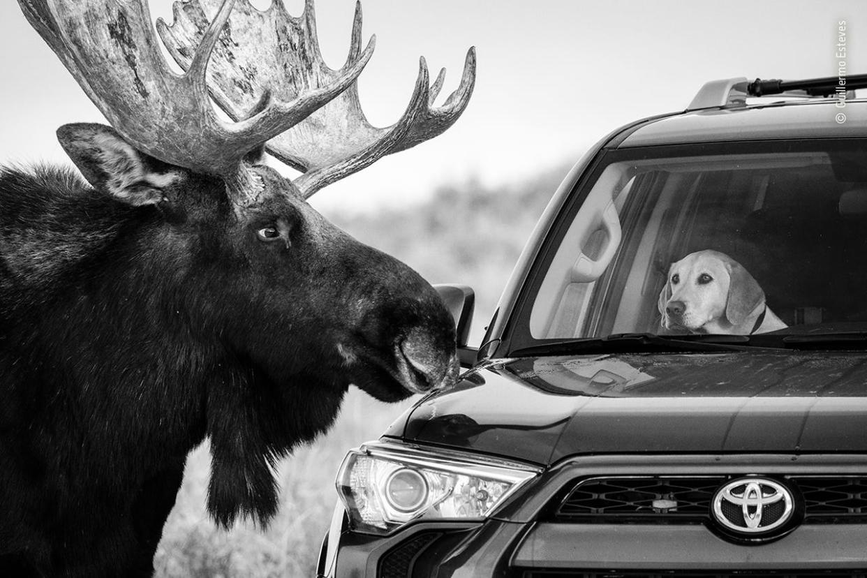 © Guillermo Esteves, Wildlife Photographer of the Year