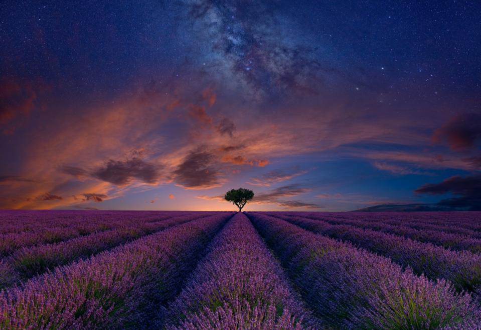 Sunset over a lavender field with a singular tree