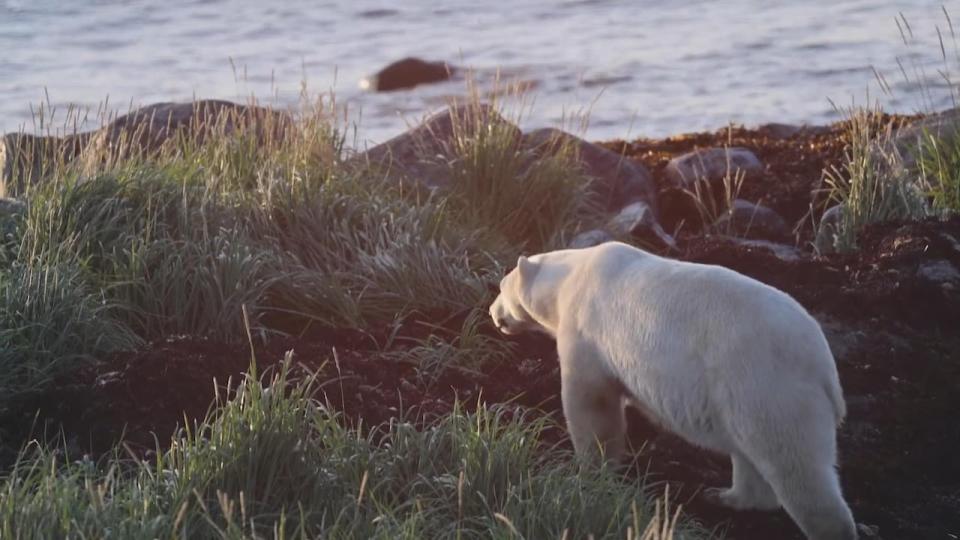 The Seal River Watershed would provide employment opportunities for Sayisi Dene community members working in conservation or ecotourism projects.