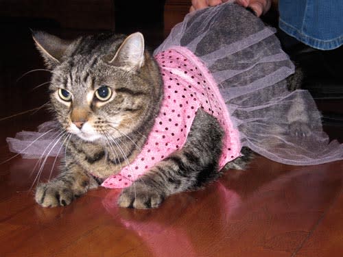 Pretty Kitty Princess