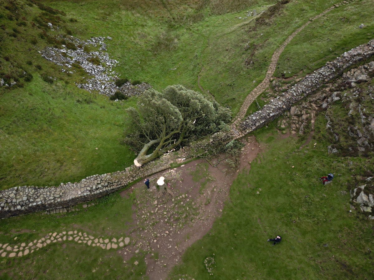 The tree appears to have been cut down this week  (PA)