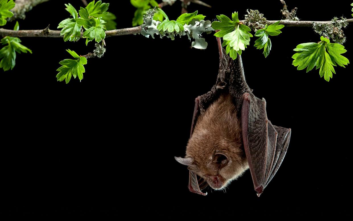 Hinolophus hipposideros, the lesser horseshoe bat, hanging from a tree