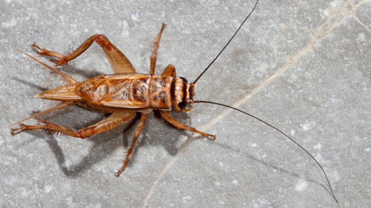  cricket on stone floor 