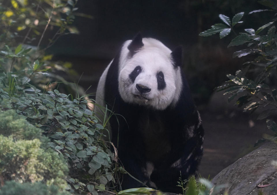 Xin Xin, the last giant panda in Latin America, looks out from her enclosure at the Chapultepec Zoo, in Mexico City, Friday, Nov. 11, 2022. At age 32, Xin Xin is among the oldest captive giant pandas ever. (AP Photo/Fernando Llano)