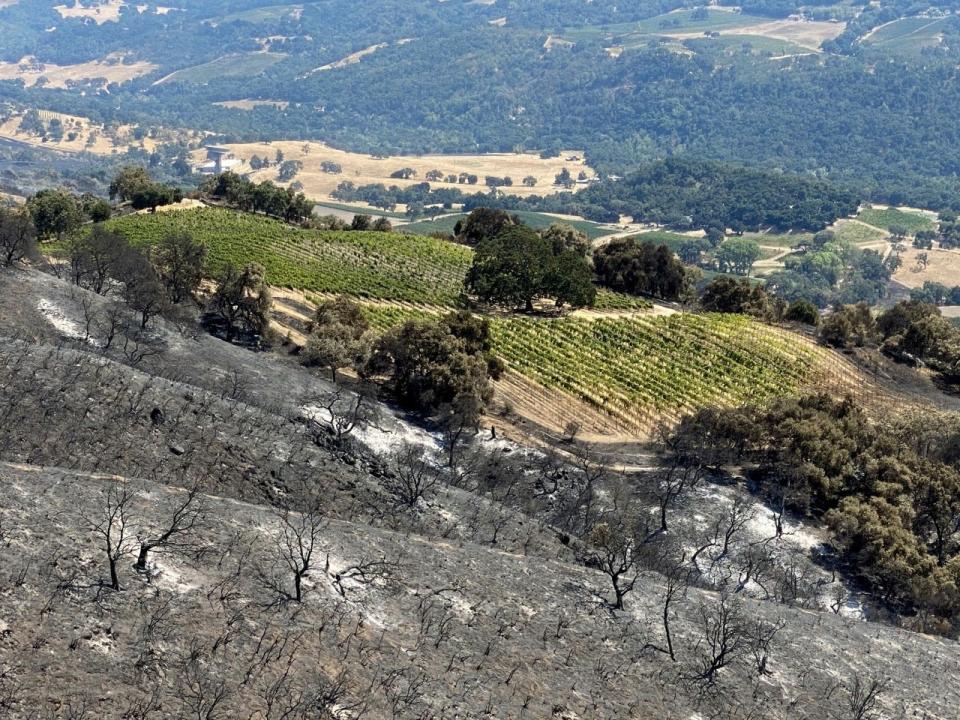 The vineyards at Jack Galante's former property remain largely unburnt, despite the fire coming so close to the property. Vineyards act as a natural firebreak, Galante said. Aug. 26, 2020.