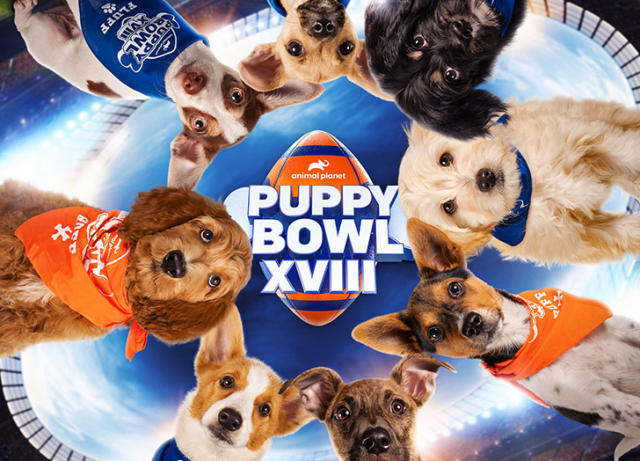 Adorable alert: Pets showing off their football, Super Bowl gear