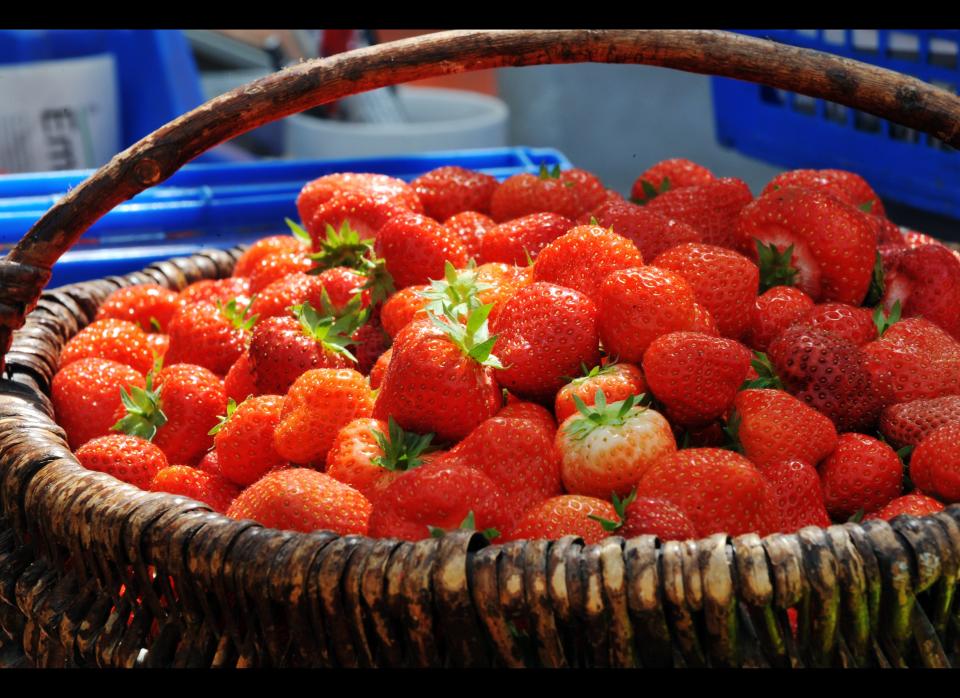 With higher temperatures expected in northern latitudes in coming decades, the U.K. has begun a program to develop strawberries that will survive in higher temperatures with less water. Since chocolate also may be threatened, could sexy chocolate-covered strawberries, a Valentine's Day staple, be endangered?  <a href="http://www.telegraph.co.uk/earth/earthnews/8603607/Climate-change-resistant-strawberries.html" target="_hplink">According to <em>The Telegraph</em></a>, Dr. David Simpson, a scientist with England's East Malling Research, said last year, "Consumer demand for fresh strawberries in the UK has been growing year on year since the early 1990s. The British growers have done a great job of increasing their productivity to satisfy this demand between April and October. The future will be challenging due to the impacts of climate change and the withdrawal of many pesticides but the breeding programme at EMR is using the latest scientific approaches to develop a range of varieties that will meet the needs of our growers for the future."