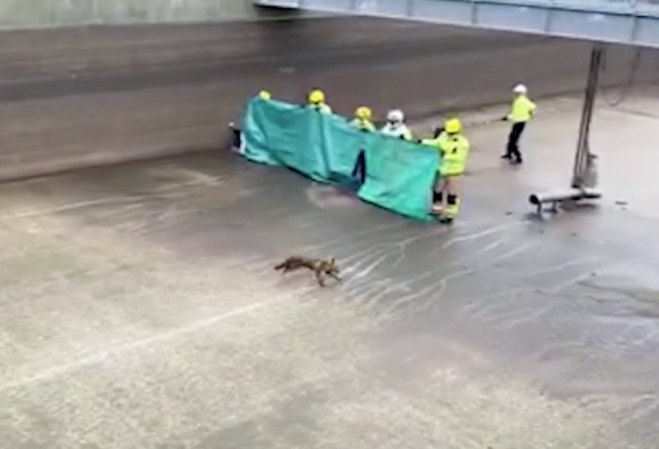 Eventually the crews held up a tarpaulin to try and catch the creature (Picture: SWNS)