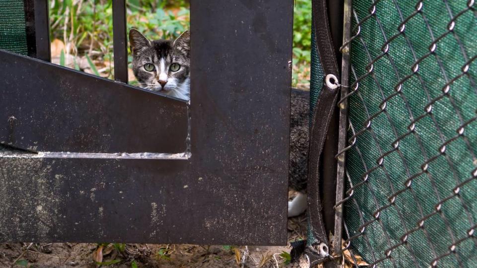 A cat peers out from the gate on May 9, 2023 at All About Cats, a nonprofit that runs a feral cat colony located along Beach City Road next to The Spa on Port Royal Sound on Hilton Head Island. Some residents of the gated community want the town of Hilton Head to move the cats because cats are defecating on their property.