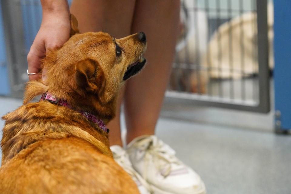 Faithful Friends Animal Society's new headquarters near New Castle is seen on July 26, 2023.