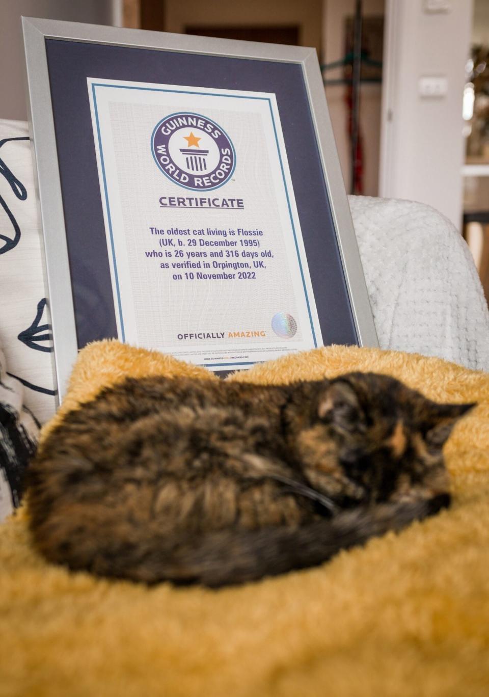 GUINNESS WORLD RECORDS Oldest Cat Flossie the cat from Orpington, London achieved the Guinness World Records title Oldest Cat at 26 years and 316 days old on the 10th November 2022. Credit: Cats Protection / Guinness World Records NO ARCHIVE/NO SALES