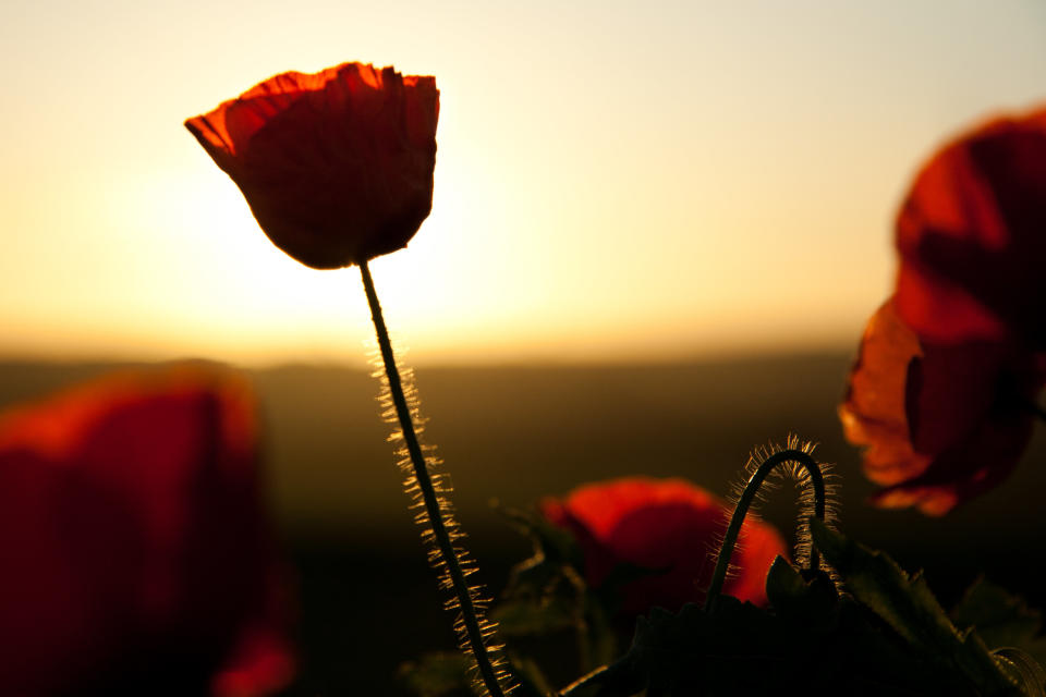 Two-Up is played on Anzac Day to commemorate servicemen and women. Source: Getty 