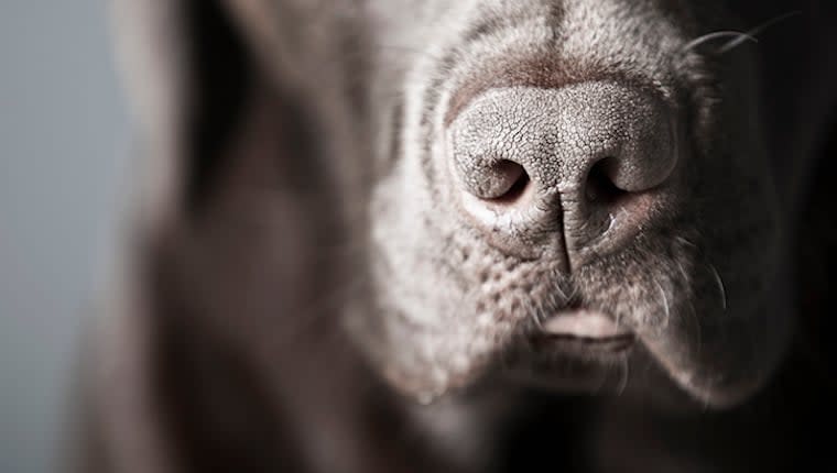 Nasal Dermatoses in Dogs: Symptoms, Causes, & Treatments