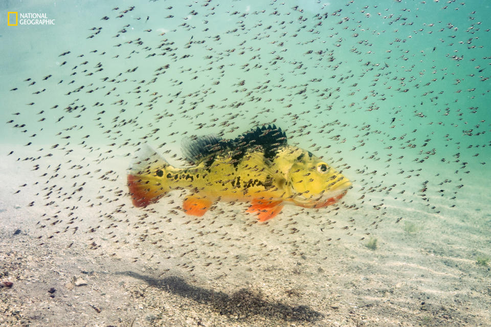 Michael O'Neill: "A female peacock bass guards her brood in a Miami, Florida, freshwater lake. She will protect her young fry from a variety of predatory fish until they are large enough to fend for themselves. This tropical freshwater species, also known as the peacock cichlid, was introduced in Florida in the mid-1980s from South America to control the tilapia population, another invasive species. Throughout its native range (and in Florida) it&rsquo;s a prized sportfish known for its fighting spirit."