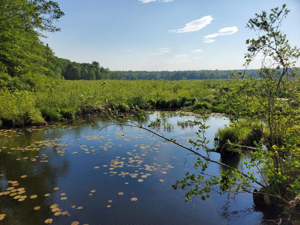 A view from the new foot bridge at the Broadmoor Wildlife Sanctuary in Natick.