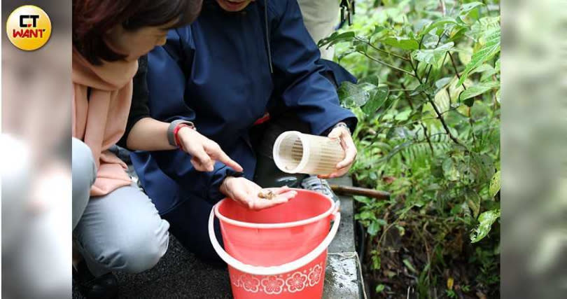 大理石紋螯蝦生命力、生育力極強，在多國引發生態問題，如今在台北大安森林公園現蹤，已破壞生態池螢火蟲復育成果。（圖／李宗明攝）