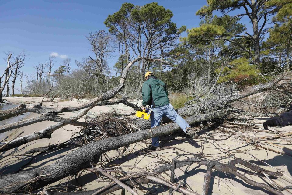 Field geologist Sean Cornell makes his way through fallen trees, believed to be caused by sea level rise, on Assateague Island in Virginia
