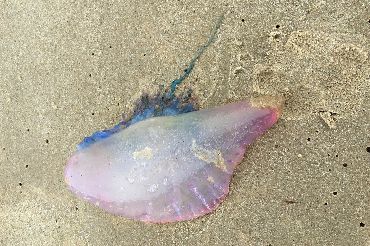 People have reported Portuguese Man O’War washing up on the beach  (PA Media)
