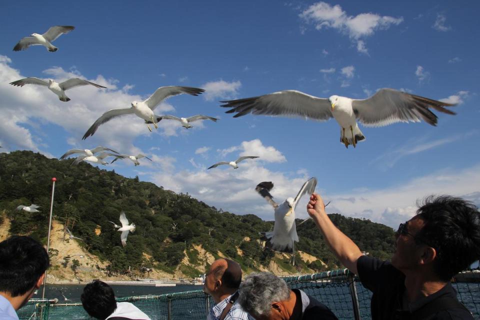 金華山位於牡鹿半島外海，必須搭船前往。（Visit MIYAGI提供）