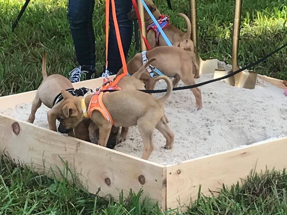 The Pet Alliance had some of its four-legged friends take part in the “First Dig,” to kick off the project.
