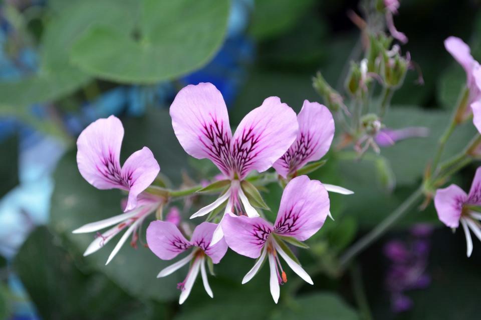 <p>These purple and pink plants can be chosen in unique scents, including apple, lemon and strawberry, adding a natural fragrance to any home. Wonderfully, too, they don't take much looking after and only need to be watered once every four weeks.</p><p><a class="link " href="https://go.redirectingat.com?id=127X1599956&url=https%3A%2F%2Fwww.thompson-morgan.com%2Fp%2Fgeranium-himalayense-birch-double%2Fp84206TM&sref=https%3A%2F%2Fwww.housebeautiful.com%2Fuk%2Fgarden%2Fplants%2Fg28899283%2Fplant-alternatives-air-fresheners%2F" rel="nofollow noopener" target="_blank" data-ylk="slk:BUY NOW;elm:context_link;itc:0;sec:content-canvas">BUY NOW</a></p>