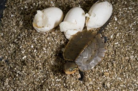 A Chinese big-headed turtle hatches at the Wildlife Conservation Society’s Prospect Park Zoo in New York, in this undated handout photo courtesy of Julie Larsen Maher of the WCS. REUTERS/Julie Larsen Maher of the WCS/Handout via Reuters