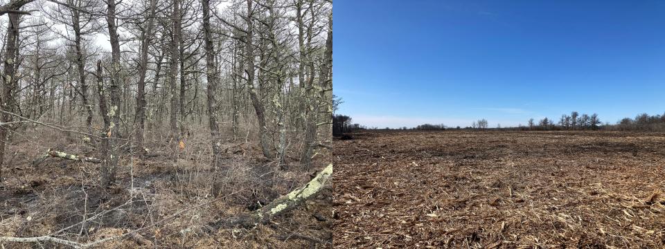 This combination of images, taken in approximately the same spot, shows the former forest near Duck Harbor in Wellfleet that was killed by saltwater intrusion, and what it looked like after clearing and mulching operations by the Cape Cod National Seashore last winter. The project will "promote the recovery of native salt marsh vegetation in the area," according to the Seashore.