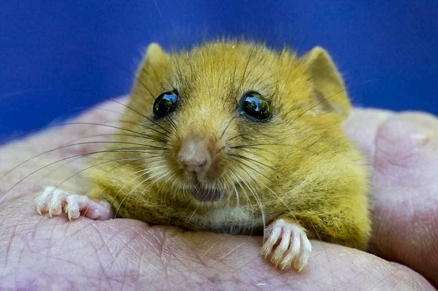 Hazel dormouse 