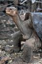 <p>The Pinta Island tortoise was around when Darwin visited the Galapagos in 1835. Sadly, a male named Lonesome George (pictured), was the last purebred of this subspecies and passed in 2015.</p><p><strong>Cause of Extinction:</strong> goats that humans introduced to Pinta Island who destroyed their habitats, rats (also introduced by humans) who preyed on young tortoises, and humans killing the tortoises for their meat.</p>