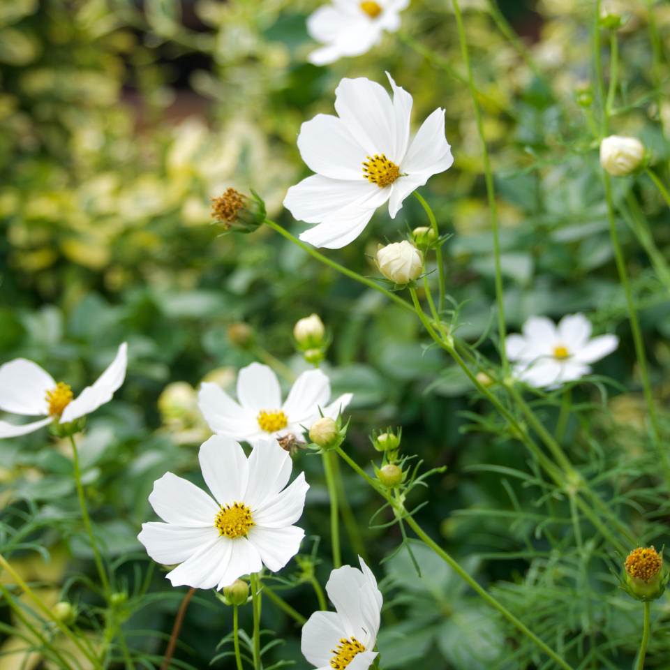 White cosmos