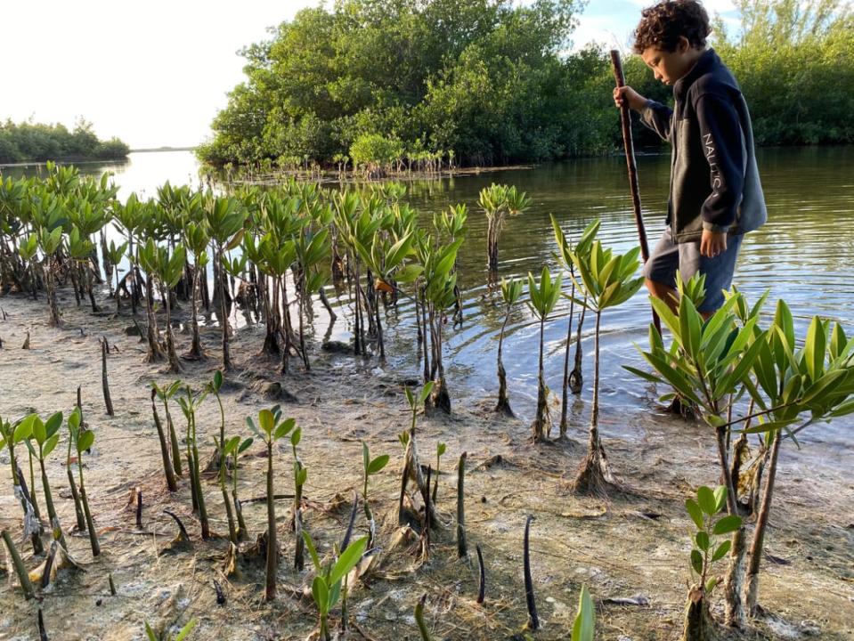 <div class="inline-image__caption"><p>Mangrove reforestation on Isla de la Pasión.</p></div> <div class="inline-image__credit">Megan Frye</div>