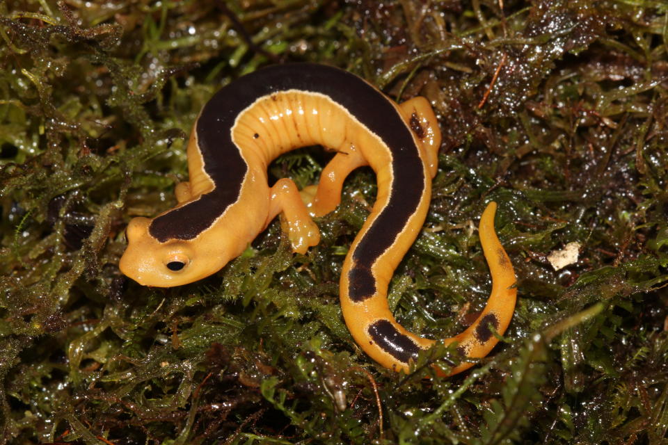 The Jackson&rsquo;s climbing salamander was last seen in 1975 and&nbsp;was feared extinct until its rediscovery this month.&nbsp; (Photo: Carlos Vasquez Almazan)