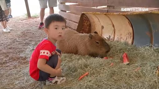 大人帶著小孩到牧場和動物近距離接觸。