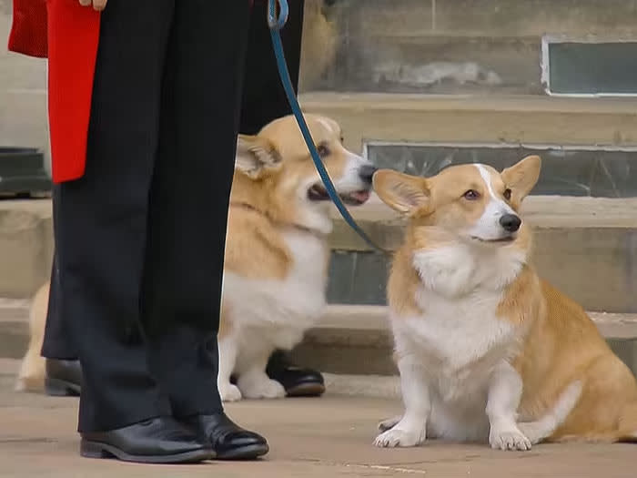 El príncipe Andrés con los corgis el día del funeral de Isabel II