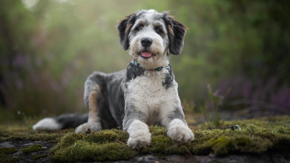 Bearded Collie lying on moss-covered forest floor