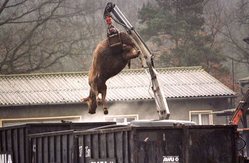 FILE PHOTO: The carcass of a cow suspected of having BSE hangs from a crane over a container at the knacker's ya..